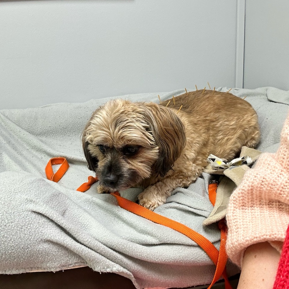 My love bug that has ivdd getting acupuncture